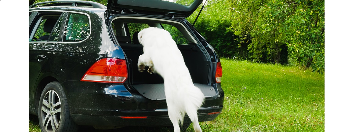 Eine Kofferraumwanne als eine ideale Transportbox für Ihren Hund. Eine saubere Sache.